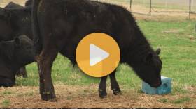 The Asian Longhorned Tick