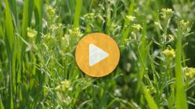 What's Hurting Your Wheat?