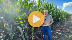R3 Corn Growth Stage Explained