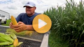 We've Never Grown Corn Like This