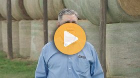 Early Weaning - Key Benefits for Beef Cattle Producers