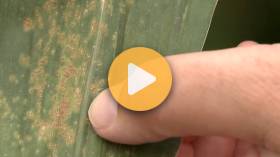 Southern Rust Confirmed