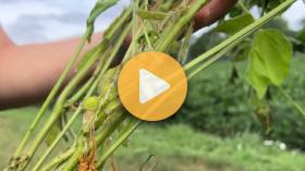 Scouting for Soybean Disease