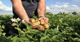 Public Potato Organization Could Go Private
