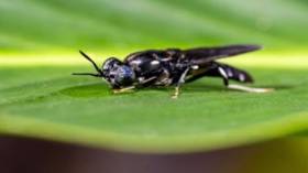 A Frass-cinating Discovery