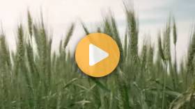 Dagmar Spring Wheat