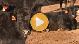 Packing Plant Faces Closure