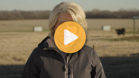 Beef Cattle Minerals