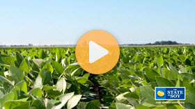 Tight Margins Require Good Crop Genetics