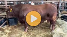 Bull Sells for $115,000