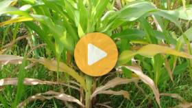 Nutrient Deficiencies