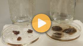 Water Moving Through Soil