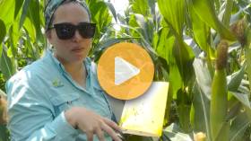 Taking Action on Corn Rootworm Beetles