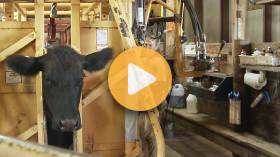 Vet Shortages in Rural America