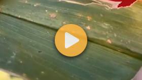 Tar Spot
