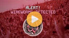 Controlling Wireworms with Equento Seed Treatment