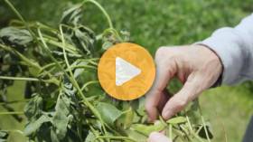 How Are Summer Crops Progressing?