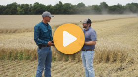 Wheat Harvest