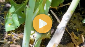 White Mold in Winter Canola