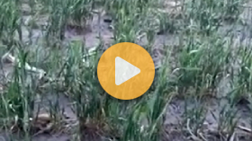 Winter Wheat Losses