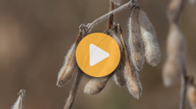 What's a Legume?