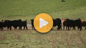 Family Finds Their Farming Dream