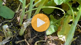 White Mold in Canola
