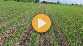Crop Scouting
