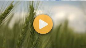 The Future of Wheat