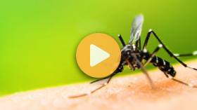 Why Mosquitoes are So Bad