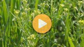 Dying Henbit Could Be Hurting Your Wheat