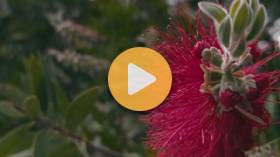 All About Allelopathy