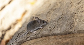 Hantavirus 101