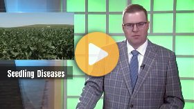 Soybean Seedling Disease