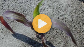 Reducing Fertilizer
