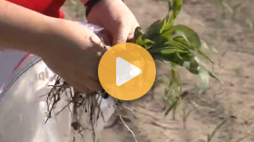 Scouting for Corn Nematodes
