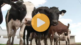 Dairy Experts Anticipate Upcoming Shortage of New Milk Cows