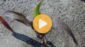 Reducing Fertilizer Use