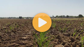 Boosting Wheat Yields