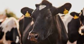 President Trump Bans Canadian Dairy