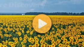 Harvesting Sunflowers