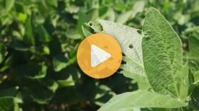 Summer Crop Harvest Update