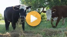 Theileria in Cattle